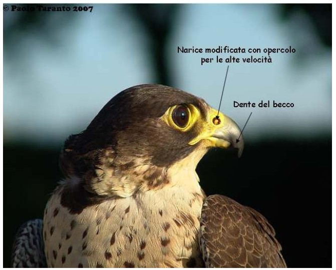 accipitridi e falconidi